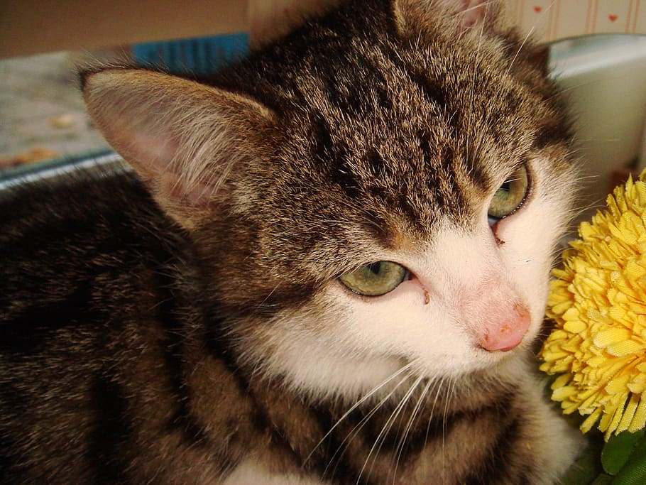 cat, adidas, pet, domestic cat, mammal, feline, pets, animal HD wallpaper
