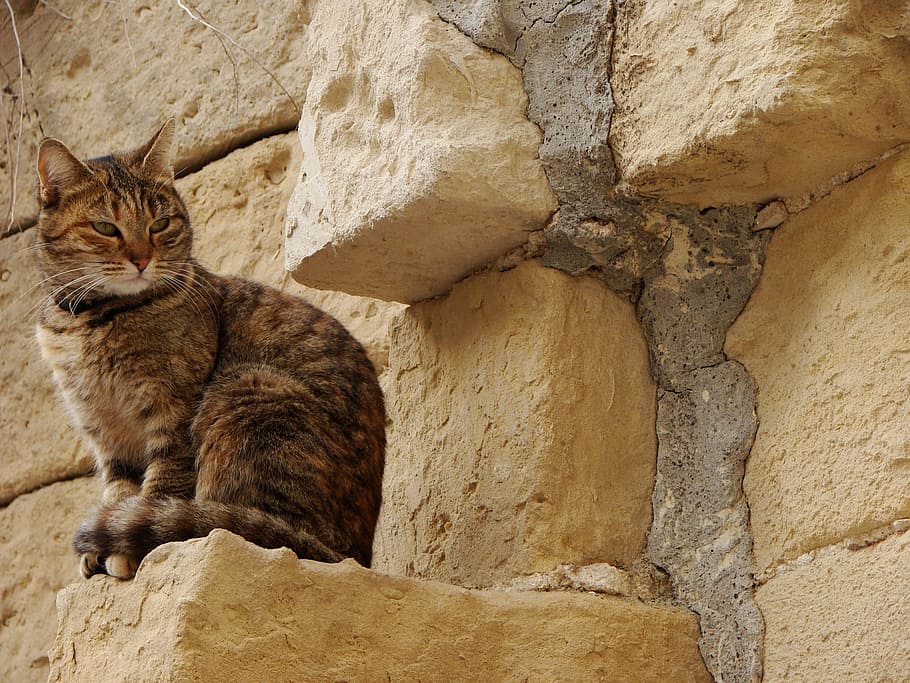 brown tabby cat beside brick wall, limestone, stones, feline HD wallpaper