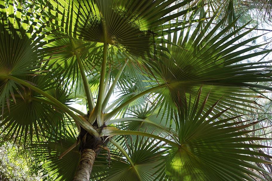 palm, summer, vacations, tree, exotic, palm tree, tropical HD wallpaper