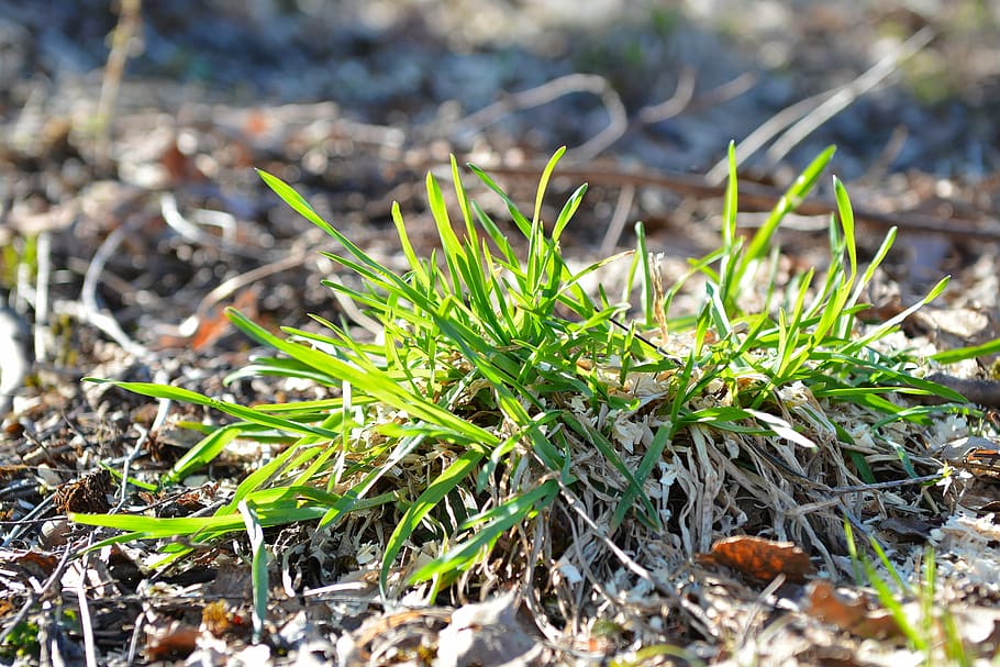 grass, green, meadow, spring, nature, close-up, plant, leaf HD wallpaper