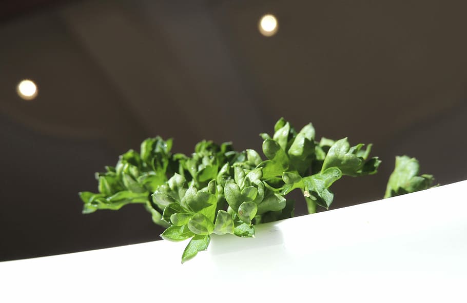 Basil, Kitchen, Spice, Plant, green, kitchen spice, food, frisch HD wallpaper