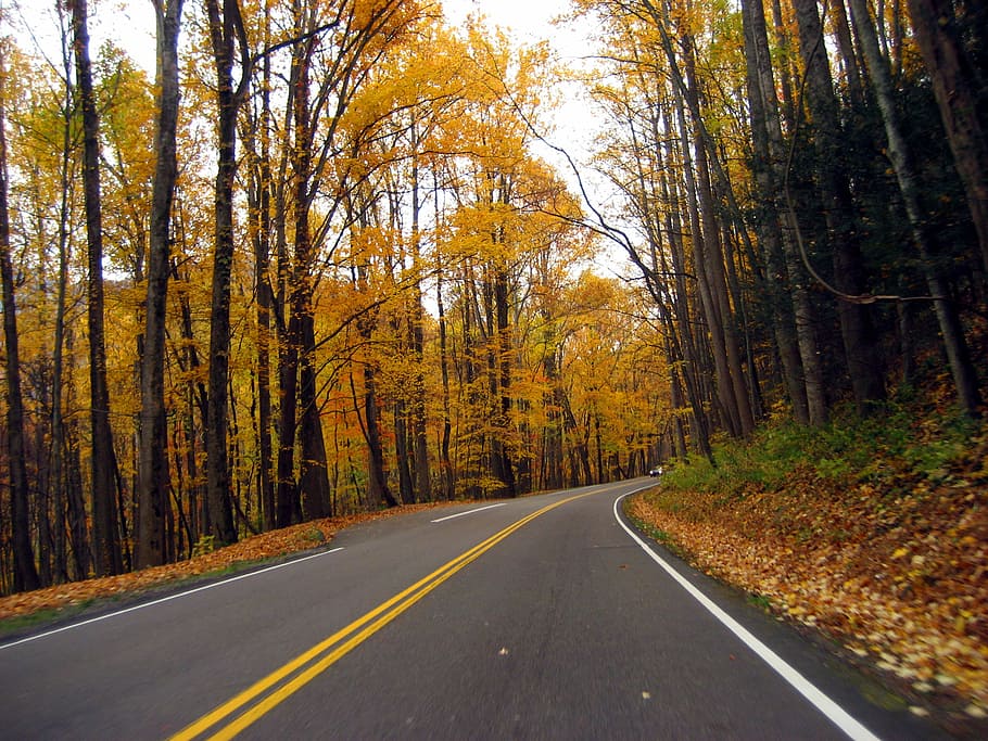 Autumn roadway between the trees in Great Smoky Mountains National Park, Tennessee, HD wallpaper