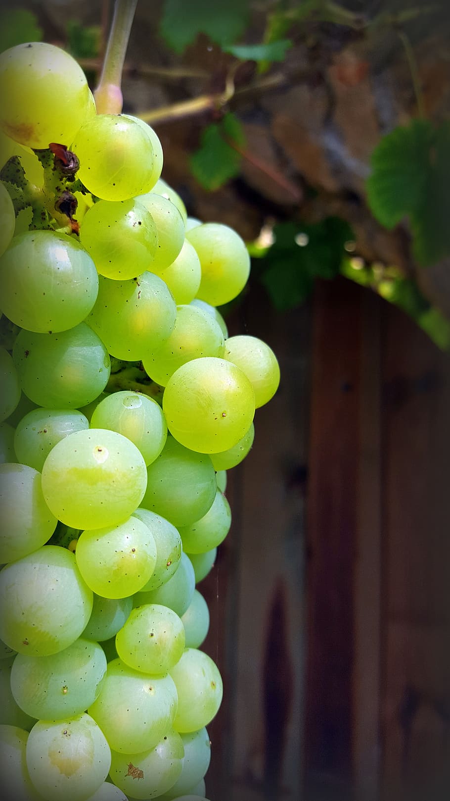 grape, cluster, white grape, fruit, fall, green color, food and drink HD wallpaper