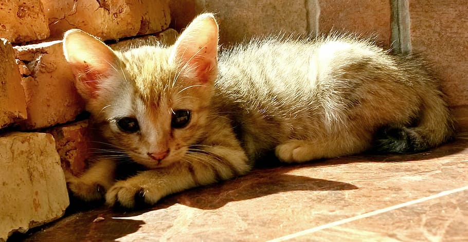 brown tabby kitten beside brick wall, sunbathing, cute, animal HD wallpaper