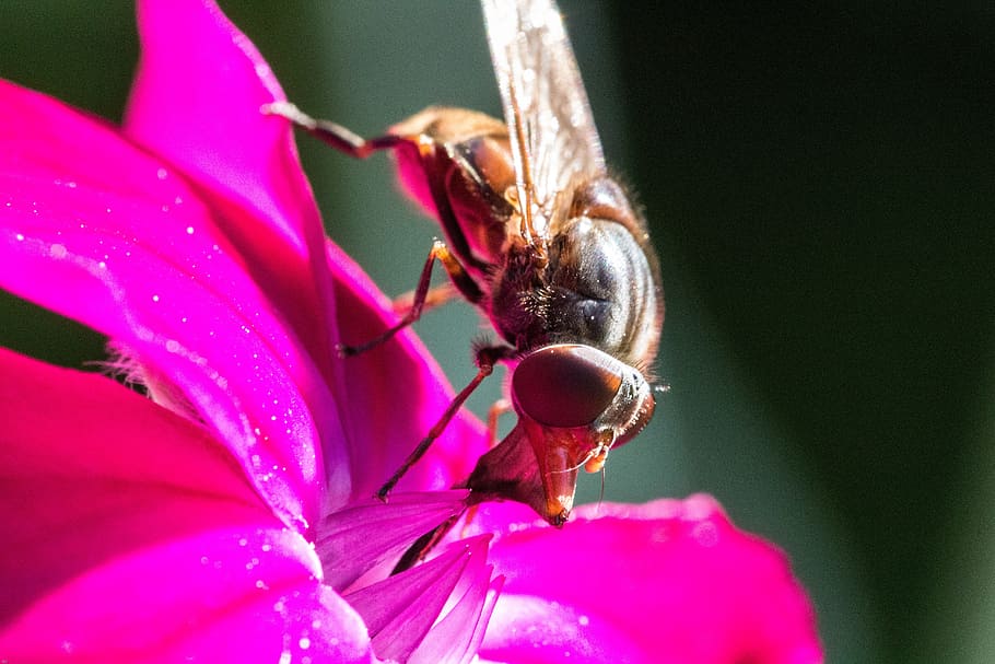 blossom, bloom, bee, flower, close, insect, macro, plant, invertebrate HD wallpaper