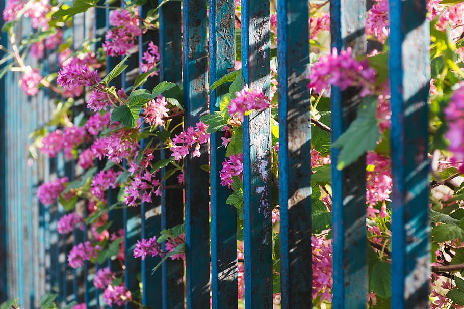 Old fence and flowers, nature, other, plant, outdoors, summer HD wallpaper