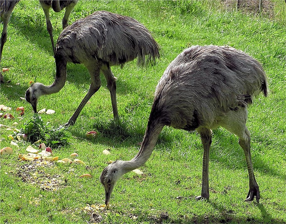 rhea, birds, pair, flightless, beak, wildlife, feather, plumage HD wallpaper