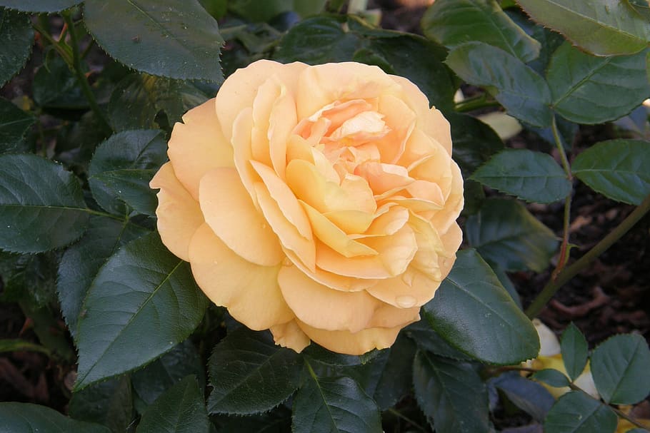 rose, romantic, bernstein, floribunda, small rose, rose bloom HD wallpaper
