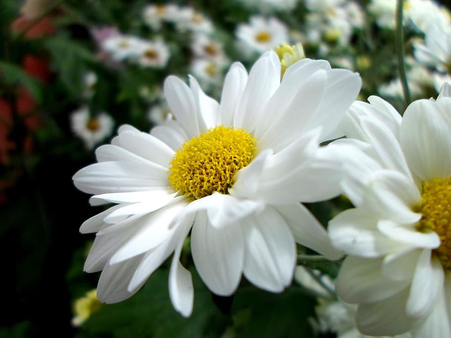 white daisy flowers, gerber, spring, summer, floral, natural, HD wallpaper