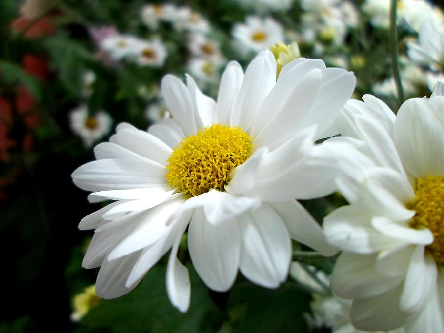 white daisy flowers, gerber, spring, summer, floral, natural HD wallpaper