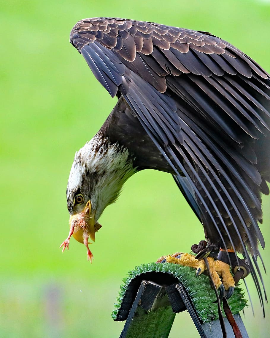 bald eagle, bird, animal, wildlife, raptor, american, avian HD wallpaper