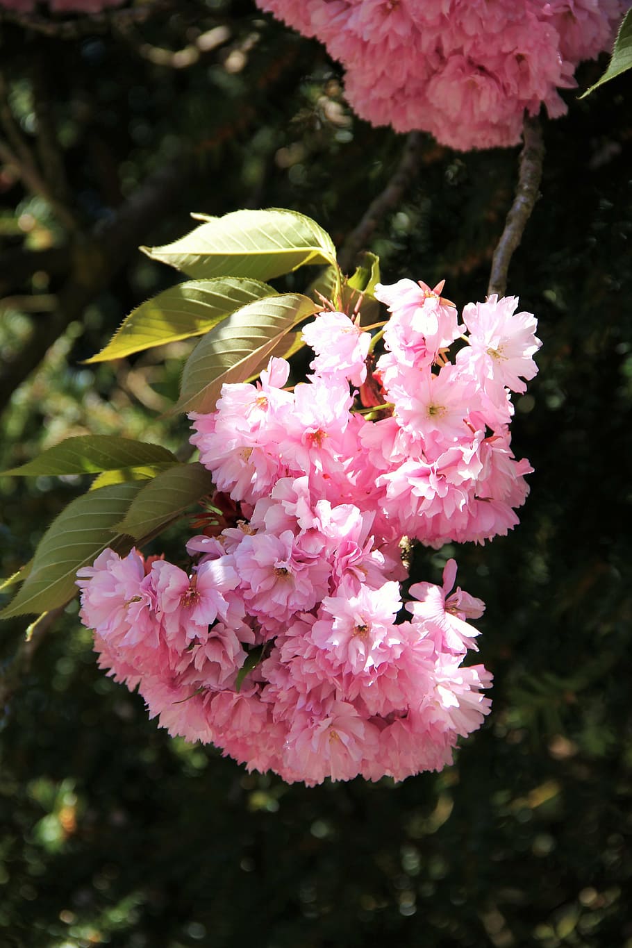flower umbel, cherry blossom, partial view, spring, may, blue sky HD wallpaper