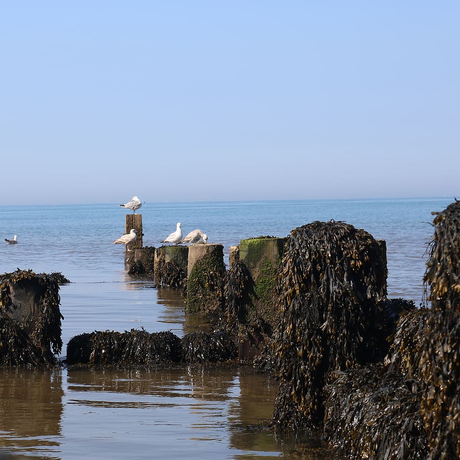 sea, seagull, algae, water, sky, horizon over water, beauty in nature HD wallpaper