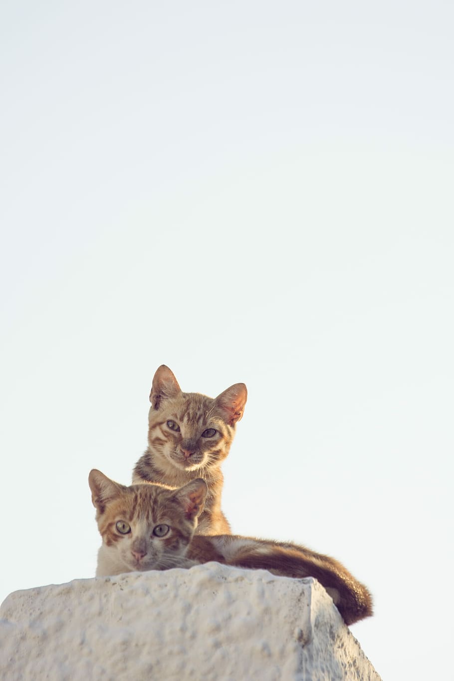 Cats, looking at, two, domestic cat, one animal, feline, animal themes HD wallpaper