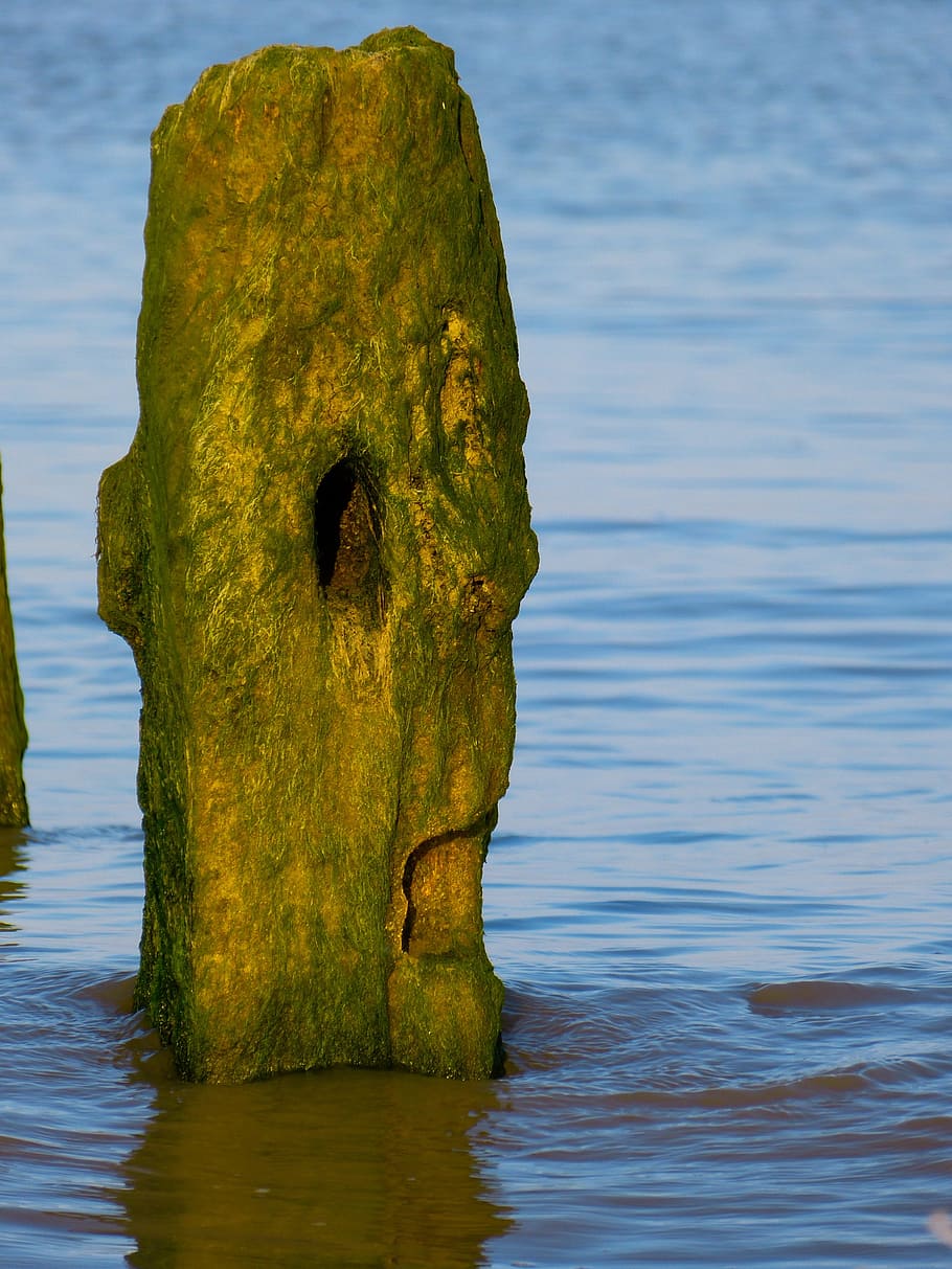 Post, Water, Face, Wood Pile, wooden posts, no people, animal wildlife HD wallpaper