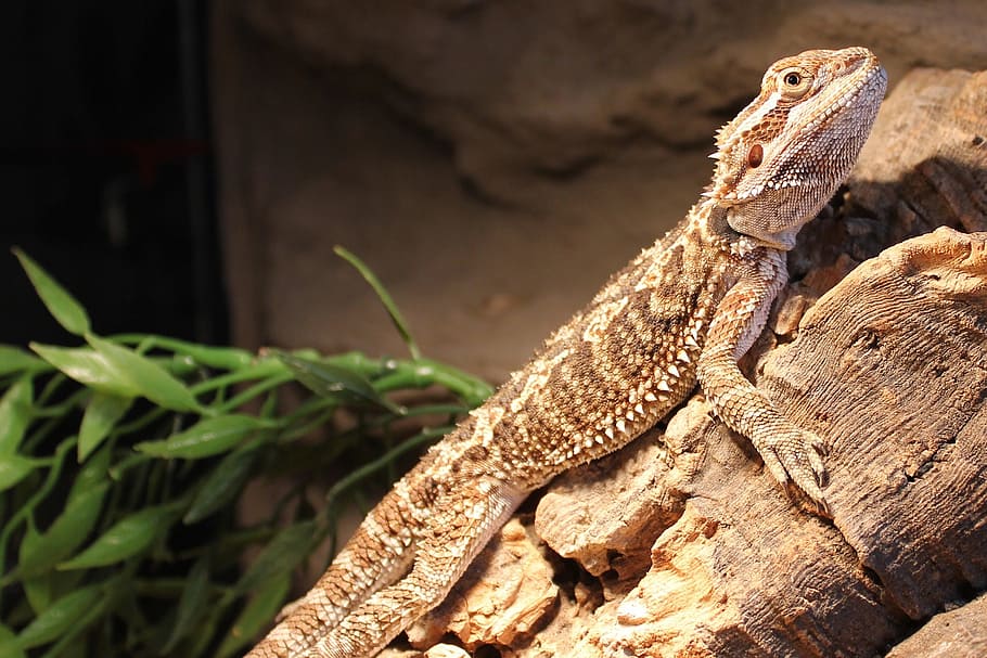 bearded, dragon, lizard, reptile, creature, animal, animal themes HD wallpaper