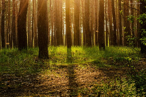 forest trees during daytime, ecology, magic, story, leaves HD wallpaper