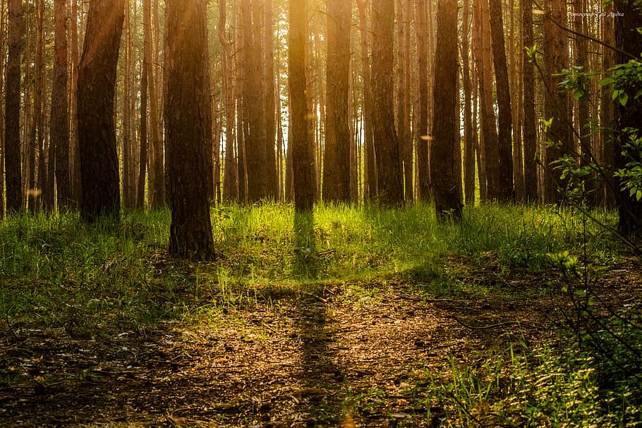 forest trees during daytime, ecology, magic, story, leaves HD wallpaper