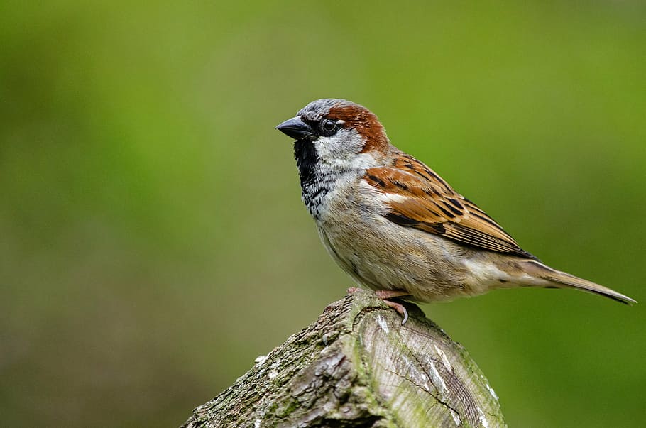 Online crop | HD wallpaper: macro photo of brown and white bird ...