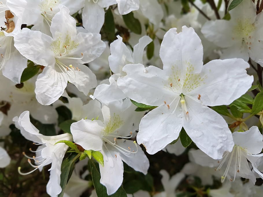 flowers, spring, azaleas, white, petal, vulnerability, beauty in nature HD wallpaper