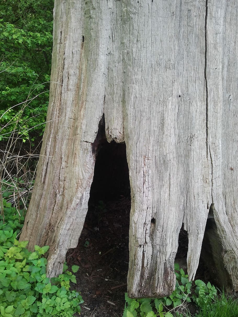 Tree, Cave, Log, Mystical, tree cave, tree trunk, outdoors HD wallpaper