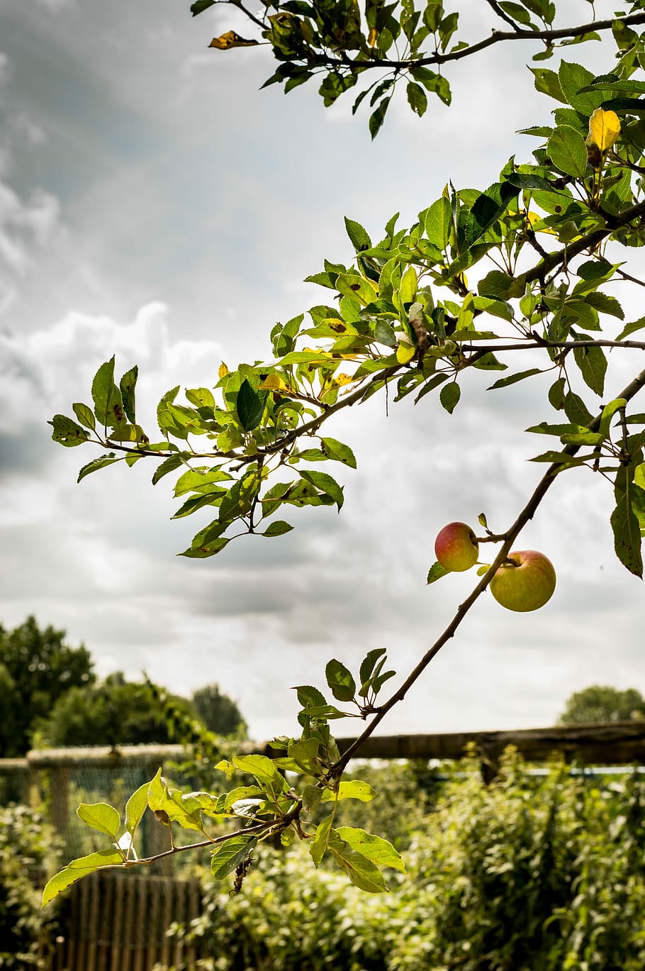 tree, nature, fruit, apple, plant, growth, plant part, leaf HD wallpaper