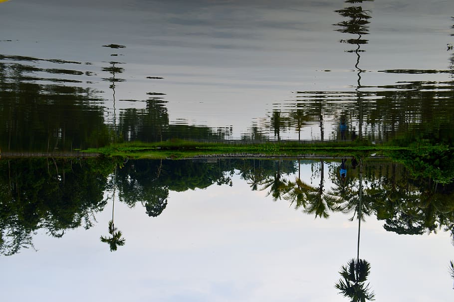 water, reflection, nature, tree, sky, rawa, east java, almor HD wallpaper