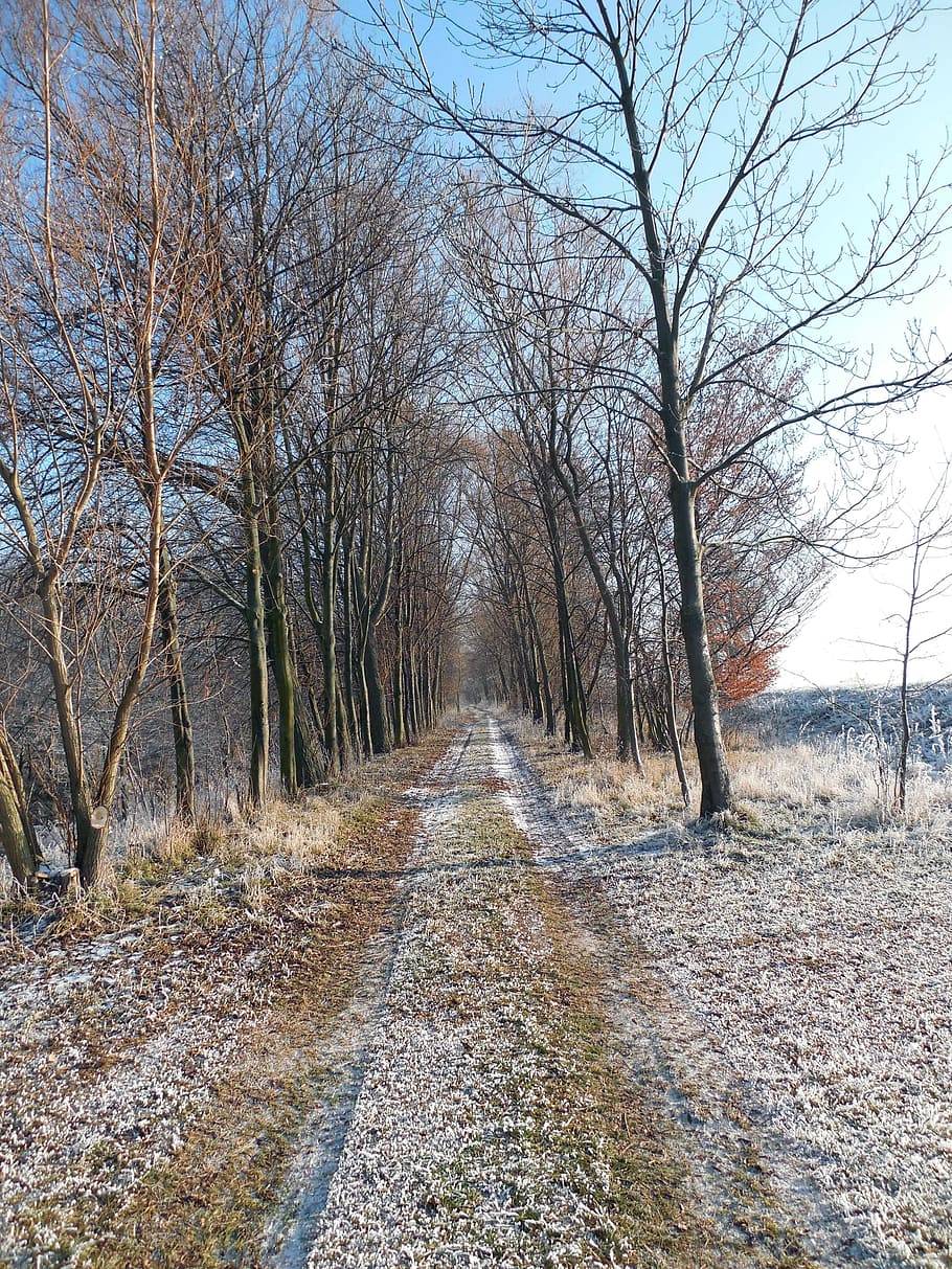 winter, wintry, away, hiking, trees, december, winter bushes HD wallpaper