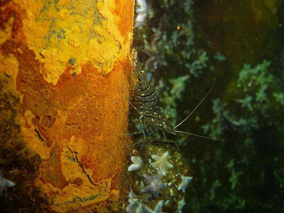 Shrimp, Baltic Sea, Scampi, Fish, Eat, underwater, divers, nature HD wallpaper
