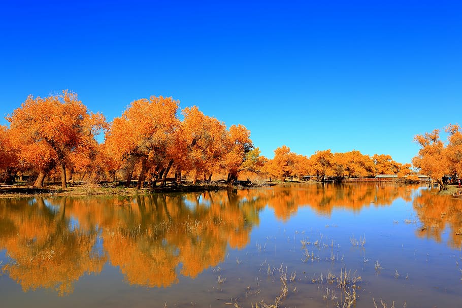 nature, reflection, autumn, tree, lake, ejin, yellow leaves HD wallpaper