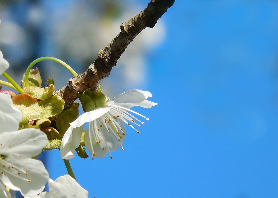 white flower, cherry, spring, macro, flowering plant, beauty in nature HD wallpaper