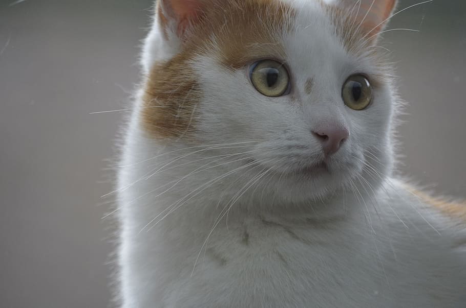 Cat, Face, Miracle, Nature, Portrait, pets, domestic cat, white-red HD wallpaper