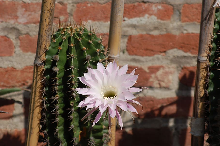 cactus, bloom, thorns, flower, flowering plant, vulnerability HD wallpaper