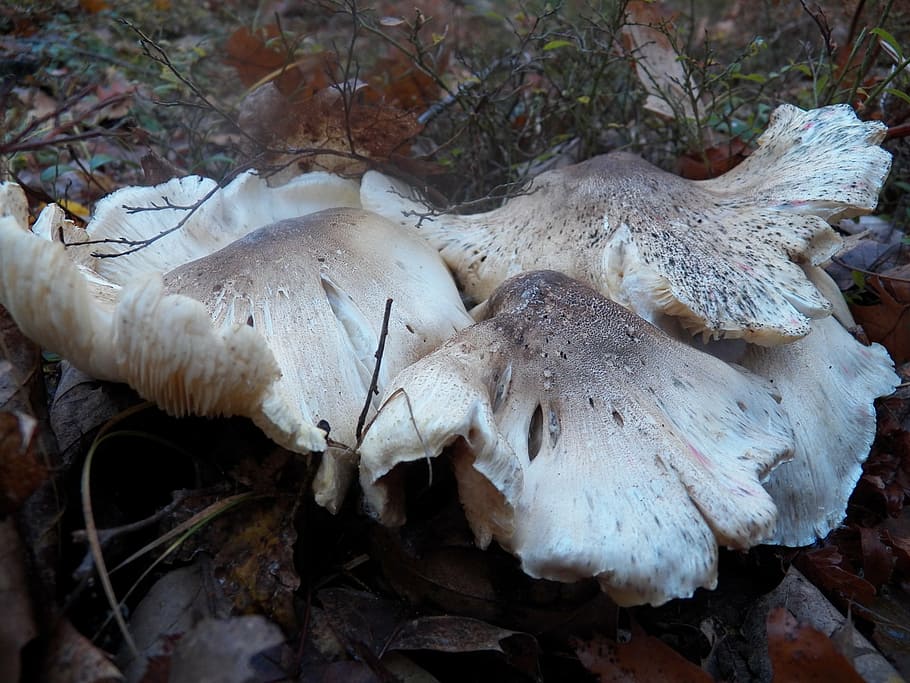 mushroom, mushrooms, toadstool, toadstools, fungus, gilled fungi HD wallpaper