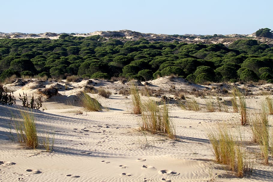 doñana national park, spain, dune, scrub pines, sand, beach, HD wallpaper