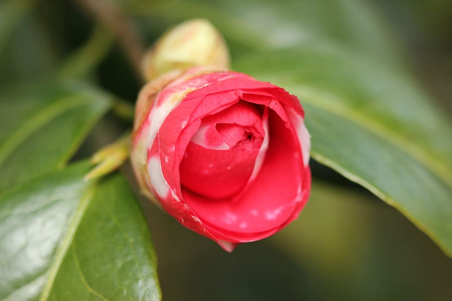 blossom, bloom, camellia, spring, red, freshness, plant, beauty in nature HD wallpaper