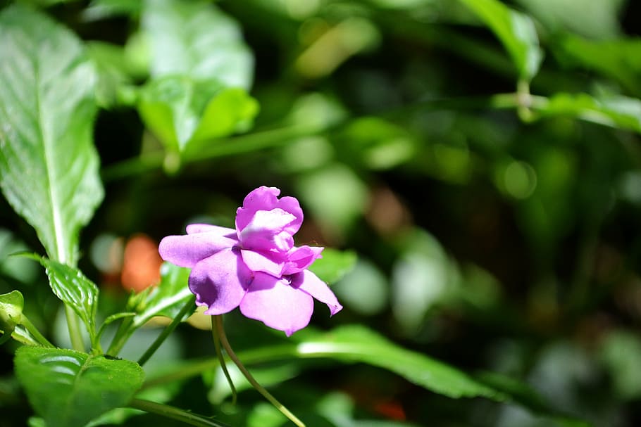 purple flower, flower on sunlight, bloom, blossom, garden, sri lanka, HD wallpaper