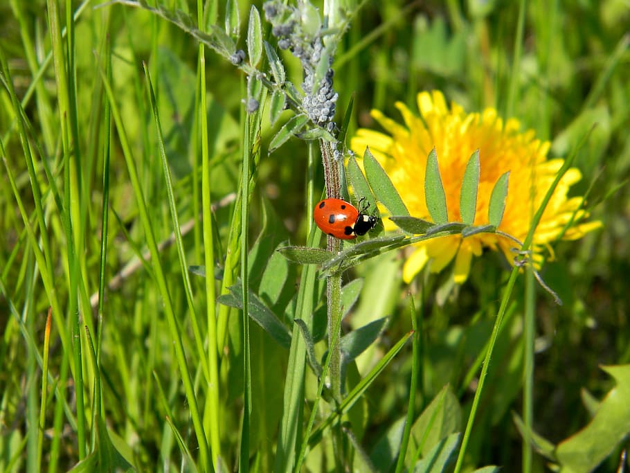 Dandelion, Ladybug, Aphid, Flower, summer, nature, insect, flowers HD wallpaper