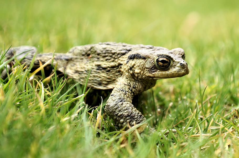 frog, green, nature, grass, amphibians, one animal, animal themes HD wallpaper