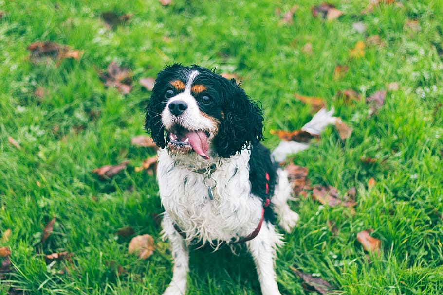 black and white dog on green grass, black and white King Charles Cavalier on green grass field HD wallpaper
