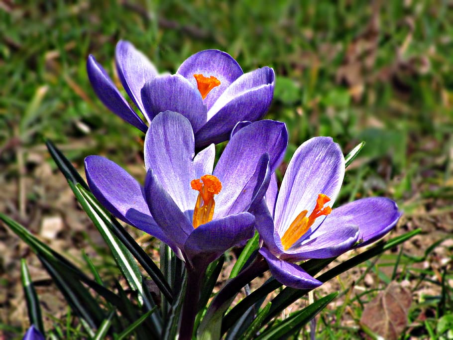 flower, meadow, spring, nature, plants, flowering plant, petal HD wallpaper