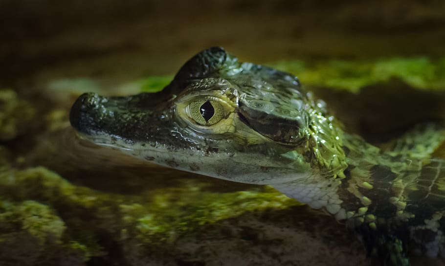 selective focus photography of baby crocodile, young, animal, HD wallpaper