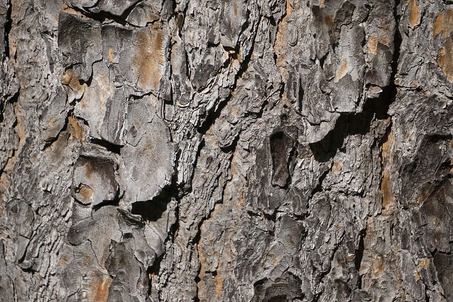 Texture, Bark, Tree, Nature, Cracked, trunk, wood, patterns HD wallpaper