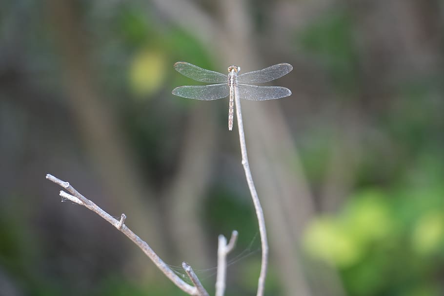 insect, dragonfly, leaves, focus on foreground, plant, close-up HD wallpaper