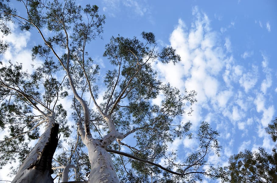 flying, nature, landscape, tree, sky, plant, low angle view HD wallpaper