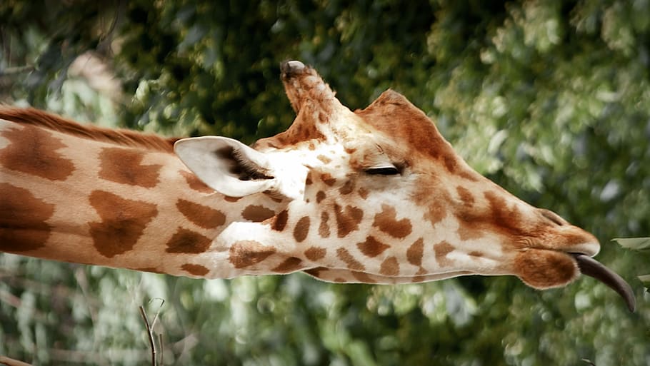 giraffe with exposed tongue near green leaf, sleep, funny, animal, HD wallpaper