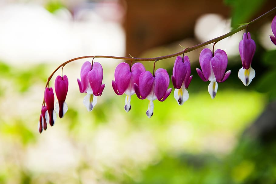 bleeding heart, spring, flowers, nature, plants, landscape, HD wallpaper