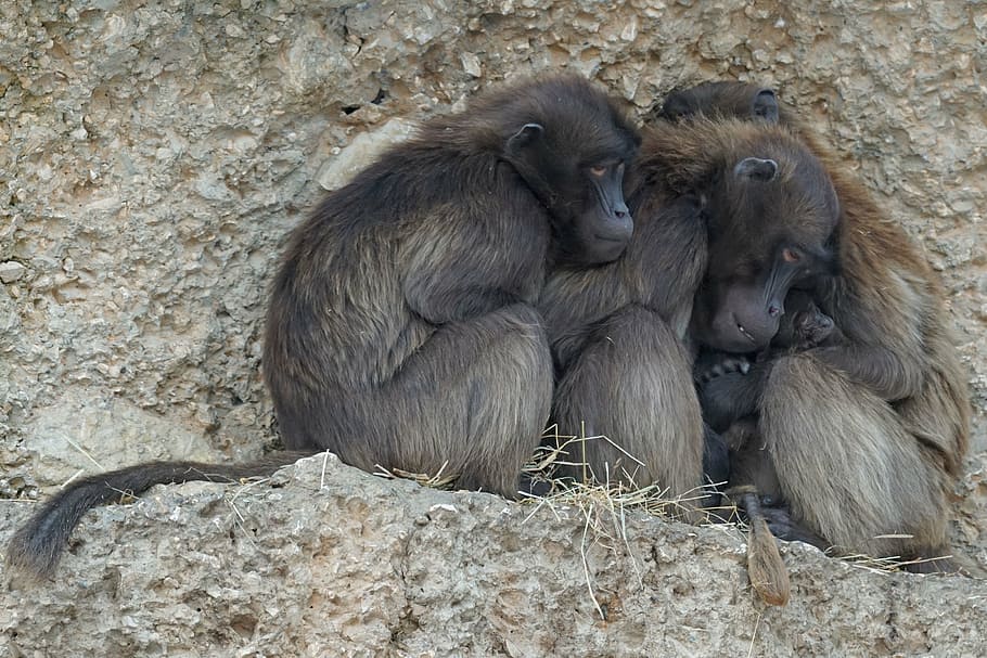 dschelada primate, monkey, group, cold, winter, animals, wildlife HD wallpaper
