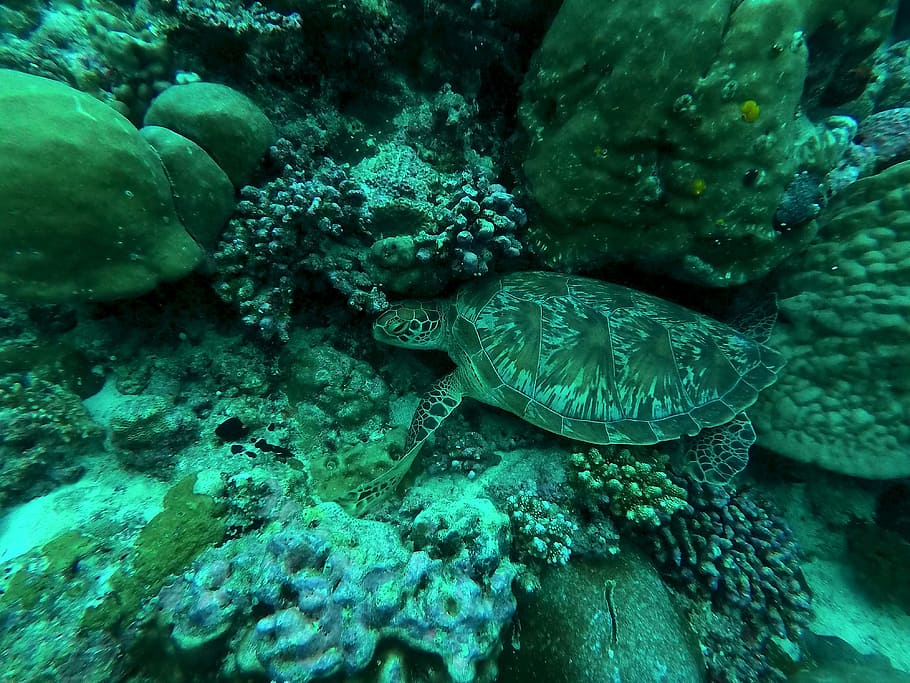 Turtle, Maldives, Diving, Underwater, divers, coral, meeresbewohner HD wallpaper