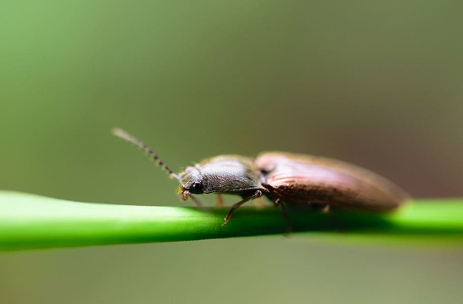animal, arthropod, background, beautiful, beauty, beetle, biology HD wallpaper